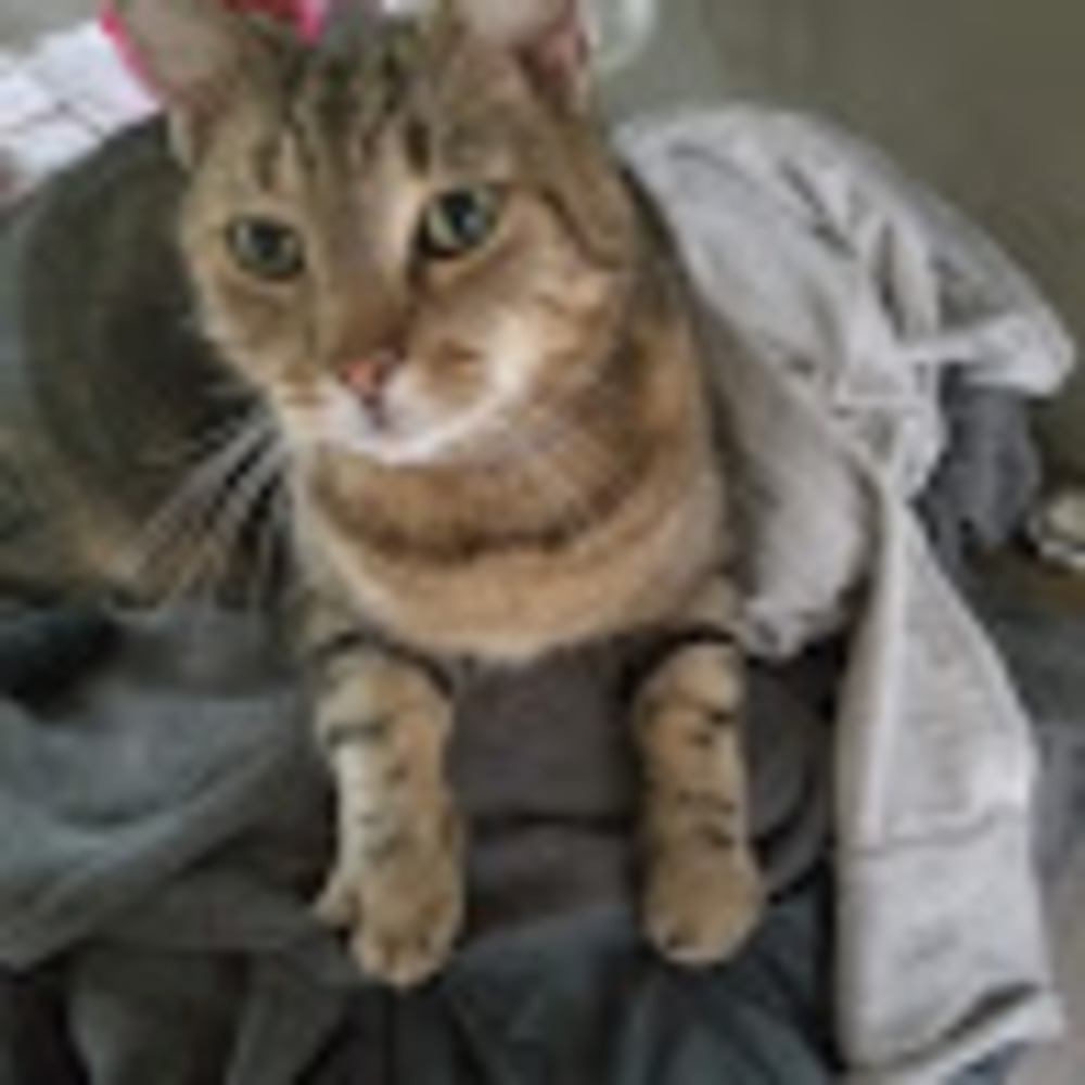 Meet your Posher, Bluestar